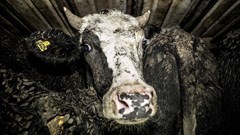 Can meat exports be made humane? Here are three key strategies