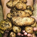 Eastern Free State potato industry in focus