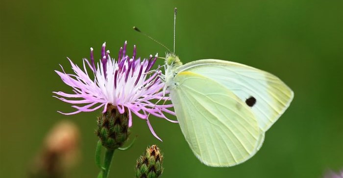 It pays to invest in biodiversity