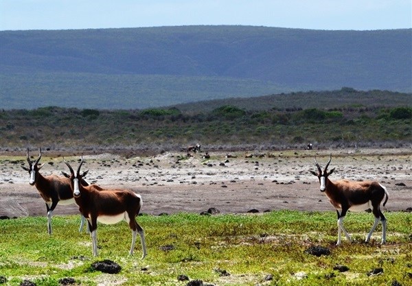 Bontebok. Image supplied.
