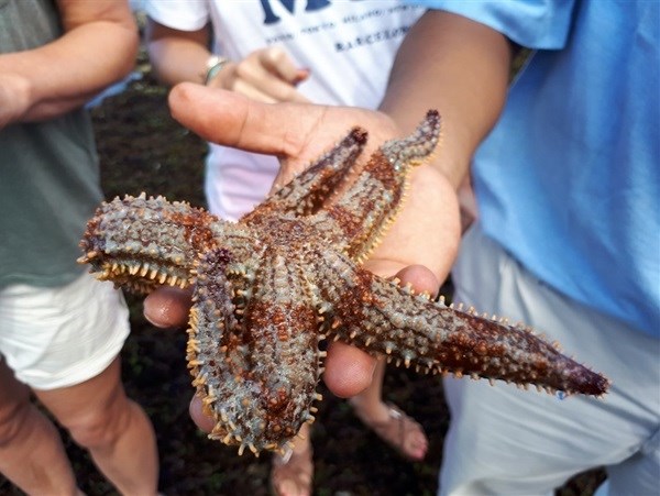 Starfish spotting on our guided interpretive marine walk. Image credit: Lauren Hartzenberg