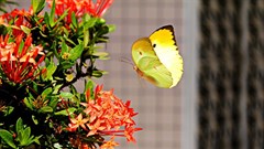 Generation Z - Chasing butterflies (Part 2)