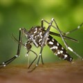 Rift Valley Fever reported in Free State
