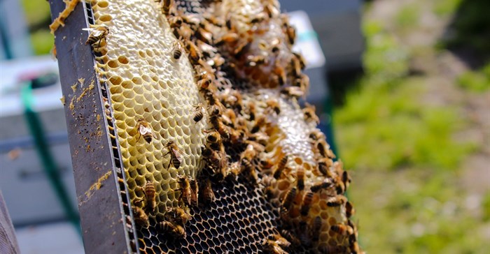 Photo by Anna Reiff on