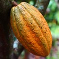 How planting trees can protect cocoa plants against climate change