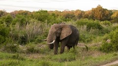 How to break the impasse between opposing camps in ivory trade debate