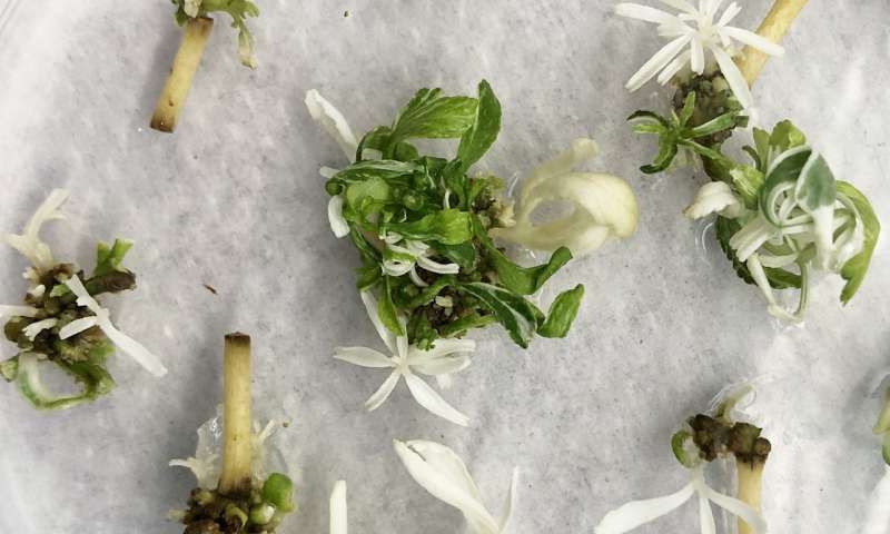 The lighter citrus plants have been edited using CRISPR to alter the phytoene desaturase (PDS) gene which gives them a white color. Yi Li, . (Source: The Conversation Africa)