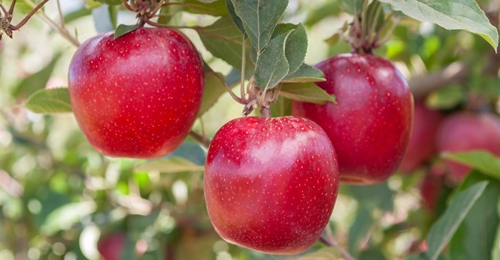 Flash Gala (Image Supplied)