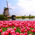 Is Bitcoin the digital version of the tulip bubble?