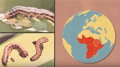 Africa dedicated to finding solutions to Fall armyworm threat