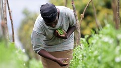 Helping smallholders participate in the rise of agribusiness in Africa