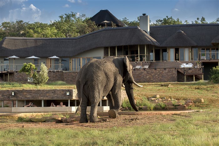 Luxury and wildlife protection at the Mhondoro Safari Lodge & Villa