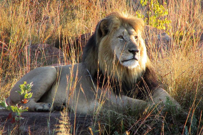 Image by Jenny Handley