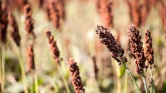 Keeping tabs on genetically modified crops