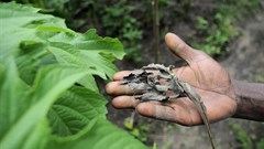 Why climate-smart agriculture is crucial to Africa