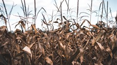 39 countries hit by severe food insecurity