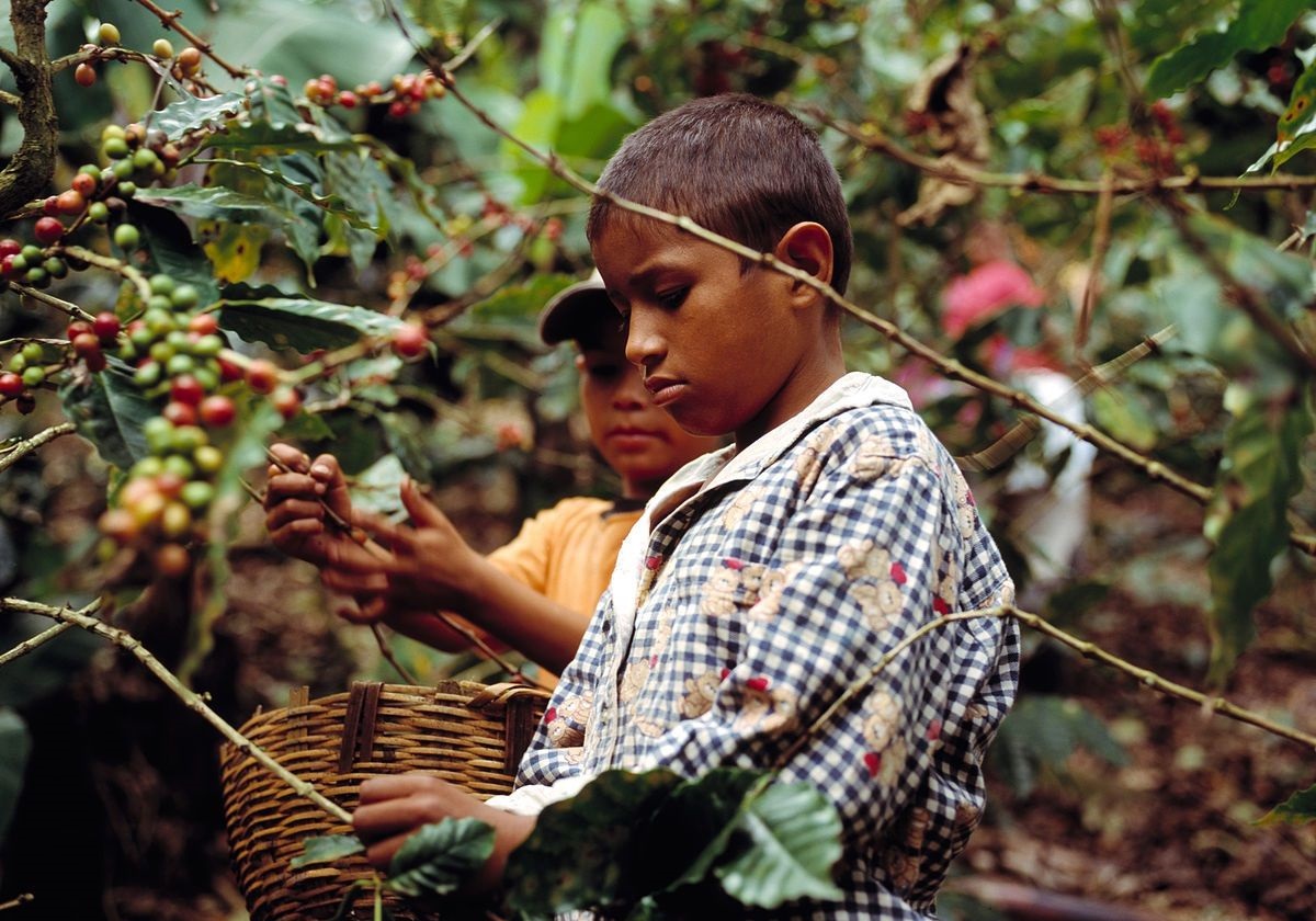 Agricultural policies need to address child labour concerns