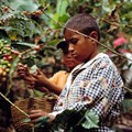 Agricultural policies need to address child labour concerns