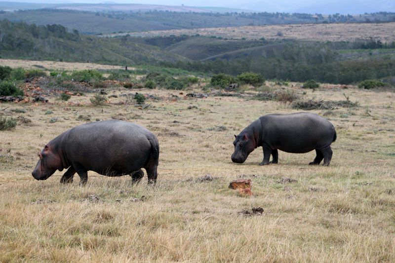 Unique game viewing with Gondwana's new mountain bike trails