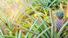 From pineapple juice to agtech: Investors hungry for a piece of Africa's food industry