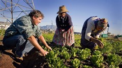 African Development Bank approves $15m equity investment in AFSF to boost agribusiness in Africa