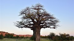 Baobab trees have more than 300 uses but they're dying in Africa