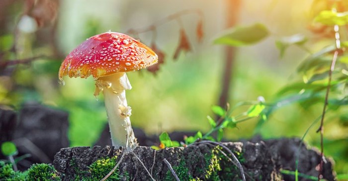 Scientists create new building material out of fungus, rice and glass