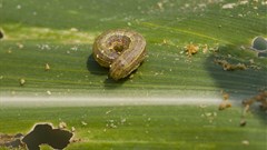 FAO, Pennsylvania State University develops new app to combat crop pest infestation in Africa