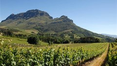 Cape Wine 2018 centre for SA wine producer talent, expertise