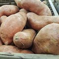 Diversify sweet potato to entice youth to agriculture