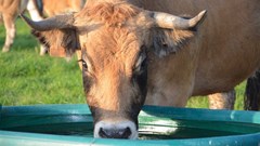 Water requirements of livestock: 7 factors to consider