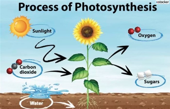 Helping plants remove natural toxins could boost crop yields by 47%