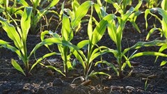 Helping plants remove natural toxins could boost crop yields by 47%