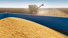 Forecast of 2018 summer crop increased