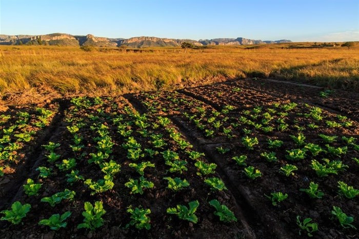 Securing competitive advantage in agriculture