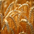 #AgriMarkets: The weather remains a vital part of the discussion in SA wheat market