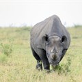 Hybrid embryos raise hope of resurrecting northern white rhino - but what's the point?