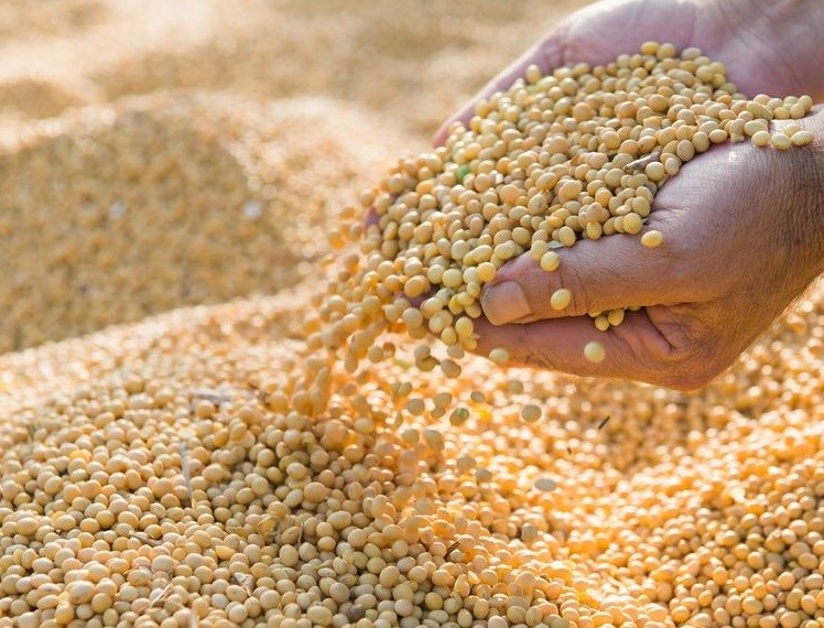 Food Price Index shows 1.3% drop for June