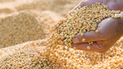 Food Price Index shows 1.3% drop for June