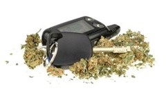 Why regulations must be in place before marijuana is legalised