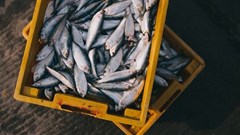 Fishery management needs to be reworked to counter effects of climate change