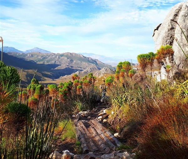 Get high: Why Elgin's Cape Canopy tour is bucket list worthy