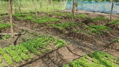 Ghana's Complete Farmer launches web farming platform