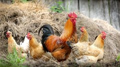 EU short-term outlook for poultry remains strong