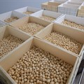 Macadamia crop to double globally over next 4 years