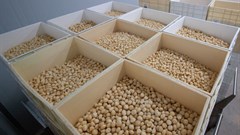 Macadamia crop to double globally over next 4 years