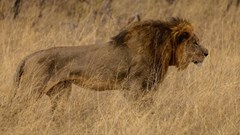 Cecil the Lion shortly before he was killed.