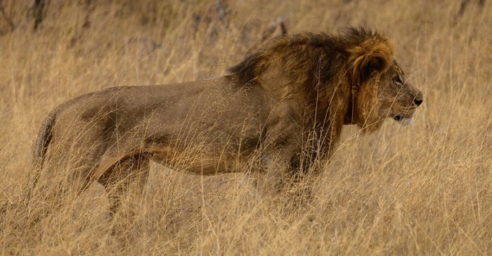Cecil the Lion shortly before he was killed.