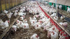 SA feed industry experiences 0.7% sales drop for 2017/18