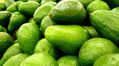 Healthy lifestyle changes impact avocado oil market